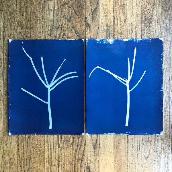 Stay-at-home cactus (diptych)