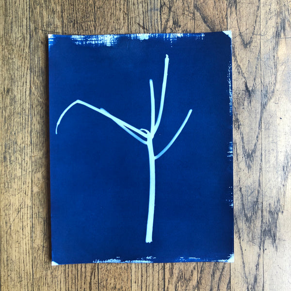 Stay-at-home cactus (diptych)