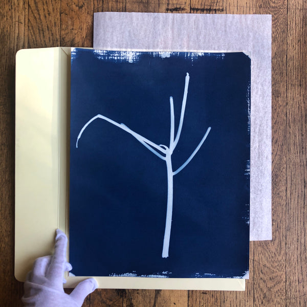 Stay-at-home cactus (diptych)