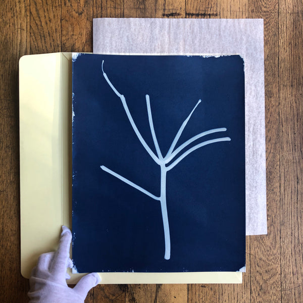 Stay-at-home cactus (diptych)