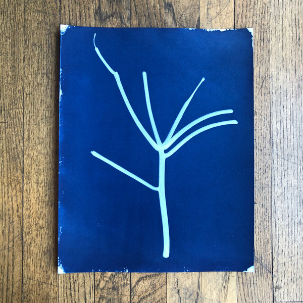 Stay-at-home cactus (diptych)