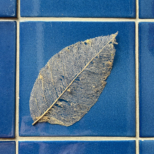Skeleton