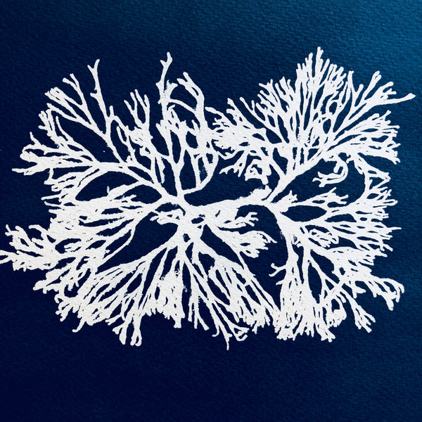 Hommage to Anna Atkins